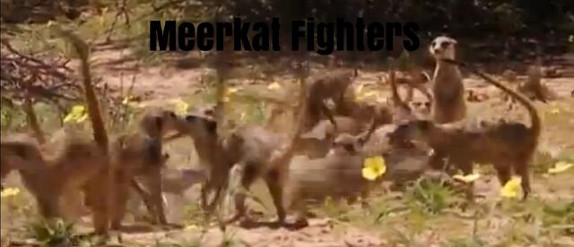 File:Meerkat Fighters.jpg