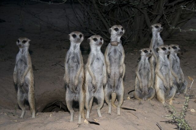 File:Puff Adders Mob.jpg