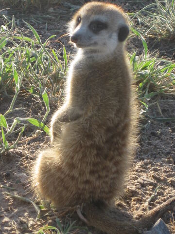 File:Barodius Vexos.jpg