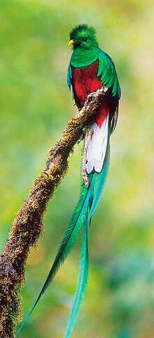 File:Quetzal.jpg