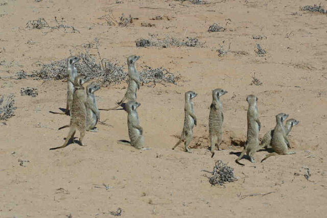 File:Iguana Mob.jpg
