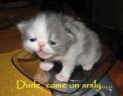 LOLCat3