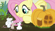 S05E23 Fluttershy mówi do myszy