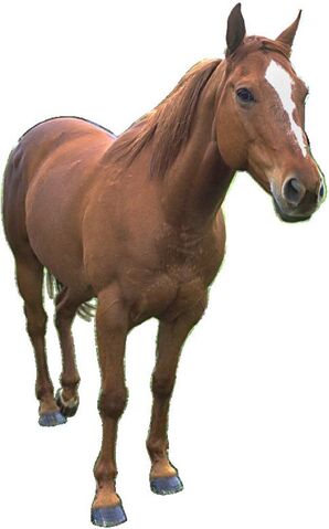 File:Horse 2.jpg