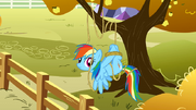 S01E13 Rainbow Dash zaplątana w linę
