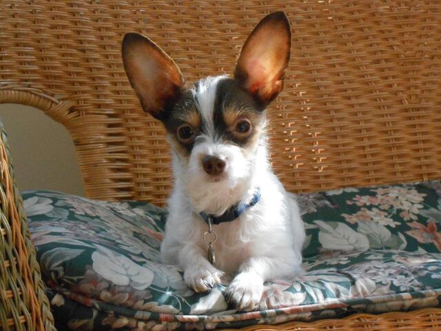 File:CocoChipoo's dog Coco.jpg