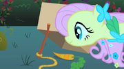Fluttershy armando uma armadilha T1E26.png