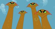 Hydra
