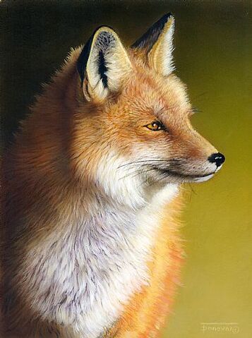 File:Red fox.jpg