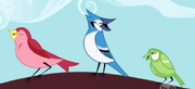 Birds.png