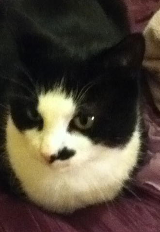 File:My Cat.png