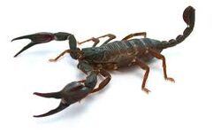 Le redoutable homme araignée - Scorpion