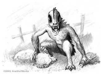 Chupacabra-picture