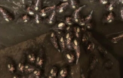Leeches