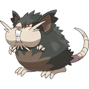 Raticate-Alola