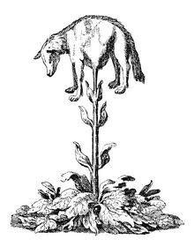 640px-Vegetable lamb (Lee, 1887)