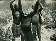 Bili ape in 1912 book