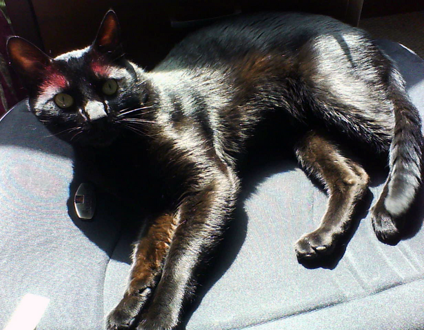 File:Nargacuga cosplay 4.png