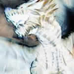 File:%Kusyar kyo-ava1.jpg
