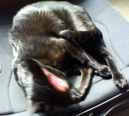 File:Nargacuga cosplay 3.png