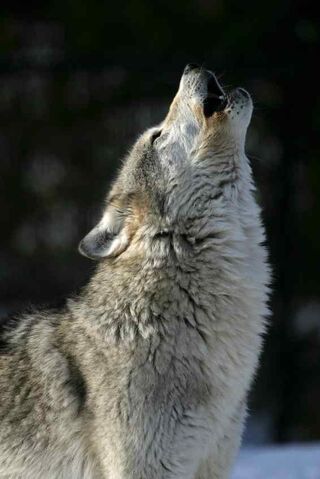 File:Wolf howling.jpg