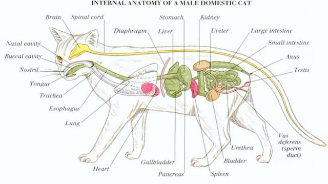 File:I10-82-cat lateral cat anatomy.jpg