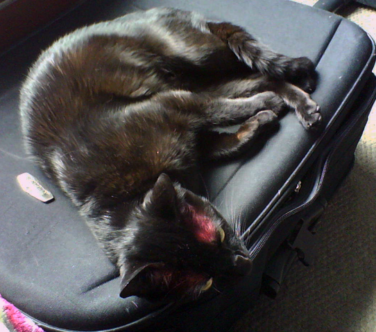 File:Nargacuga cosplay 8.png