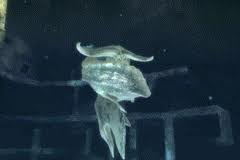 File:Ceadeus8-1.jpeg