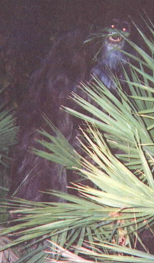 220px-Myakka skunk ape 2