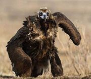 Mutant Bird