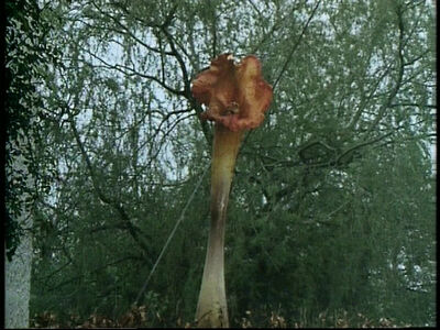 Day-of-the-triffids-pdvd 010