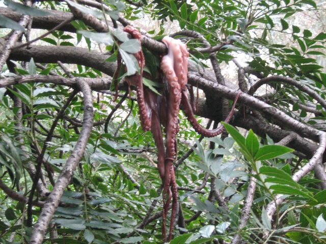 File:Octopus.jpg