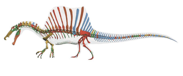 File:2014 Spinosaurus Skeleton.jpg
