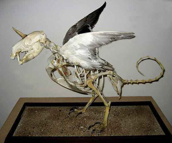 Datei:3wolpertinger-skelett.jpg