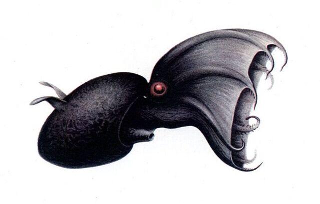 Datei:Vampirtintenfisch2.jpg