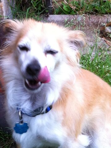 File:Dog.jpg