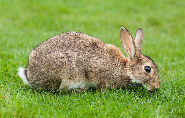 File:Rabbit.jpg