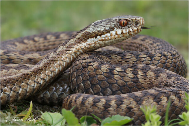 File:Adder.jpg
