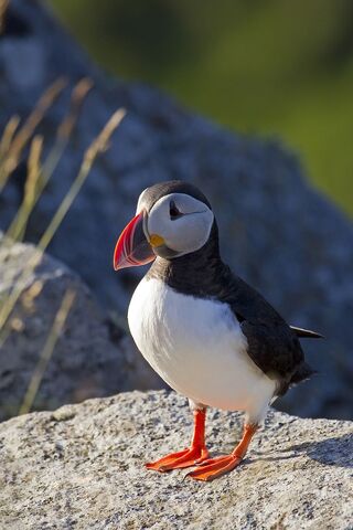 File:Puffin.jpg
