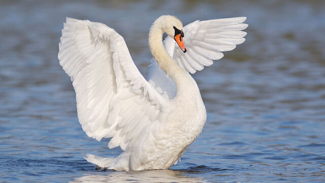 File:Swan.jpg