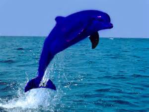 File:Mila dolphin.jpg