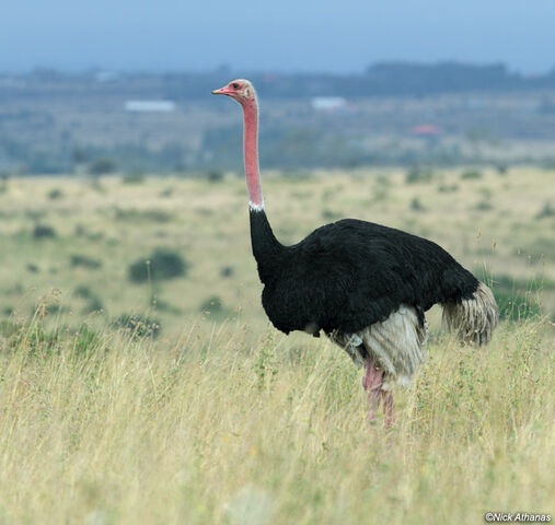 File:Ostrich-nairobinp 0352.jpg