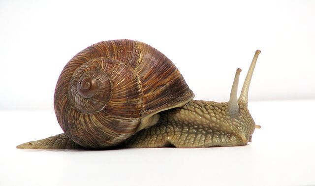 File:Snail.jpg