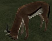 Mo-gazelle