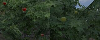 Apples