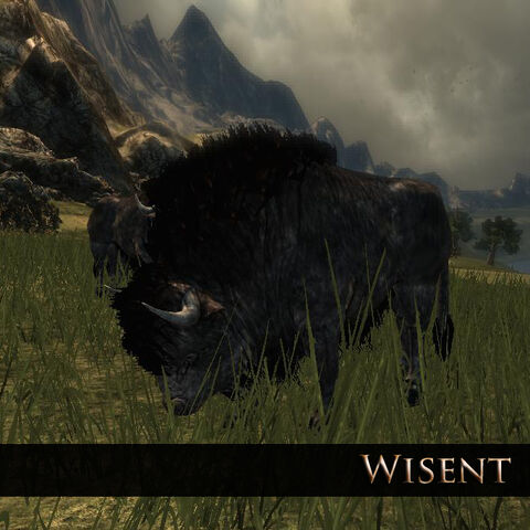 File:Wisent 1.jpg