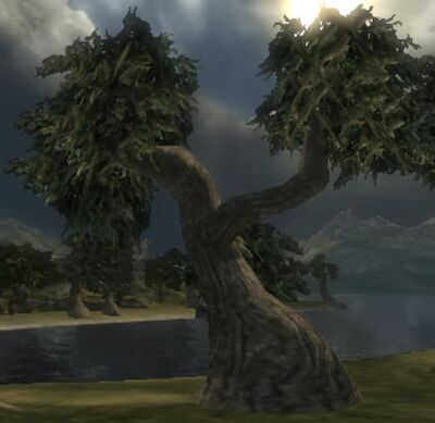 Spongewood Tree