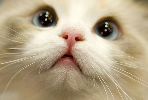 File:Kitty face.jpg