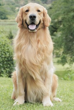Mrdog