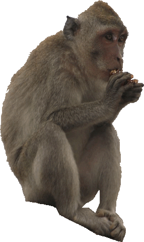 File:MONKEYEATTACO.gif
